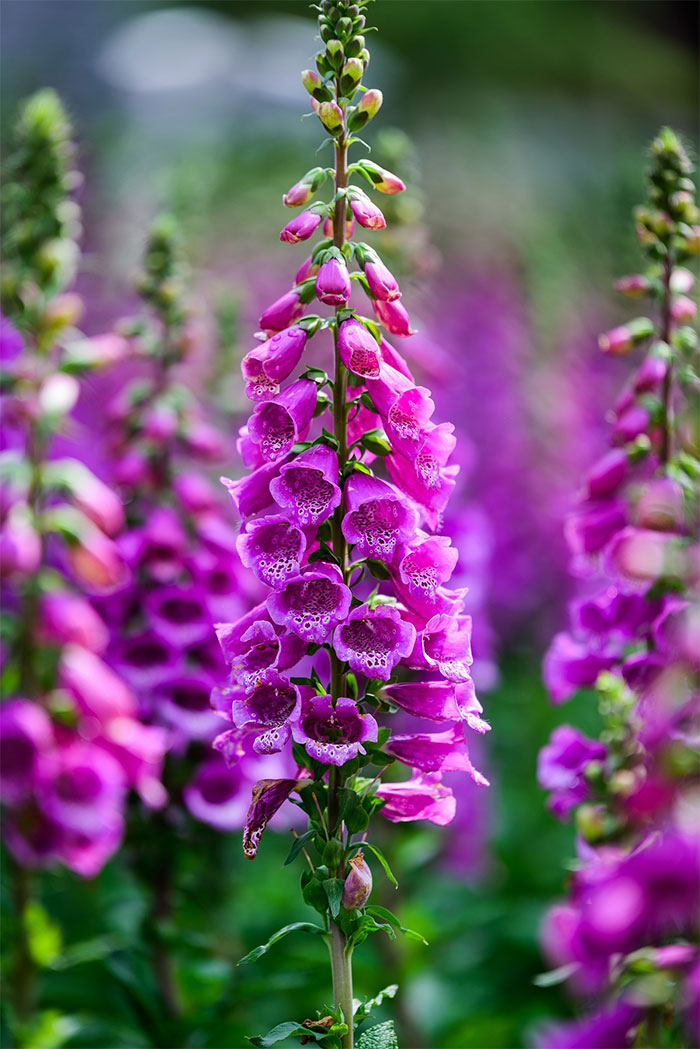 bright pink foxglove flower stalk