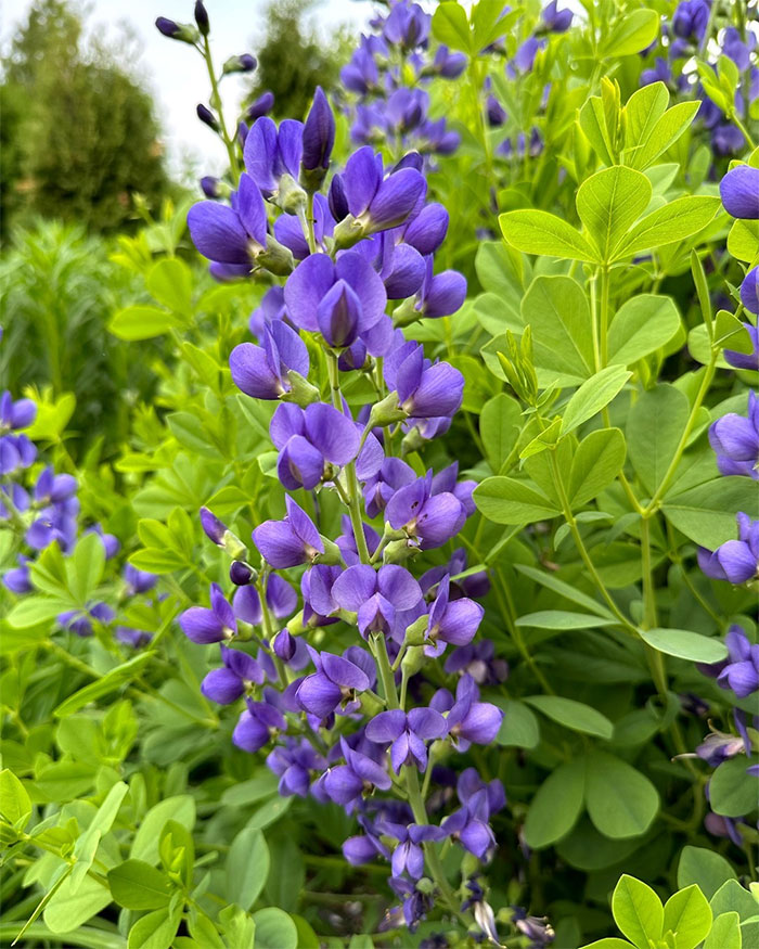 Blue wild Baptisia flowers in a field