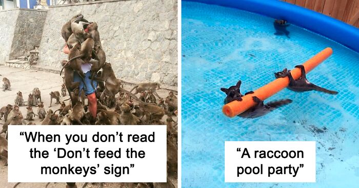 77 Amusing Images From Various Countries With Their Own Versions Of 'Pigeons'