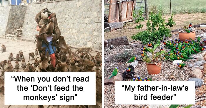 77 Amusing Pics Of Various Animals That Play The 'Pigeon' Role Globally