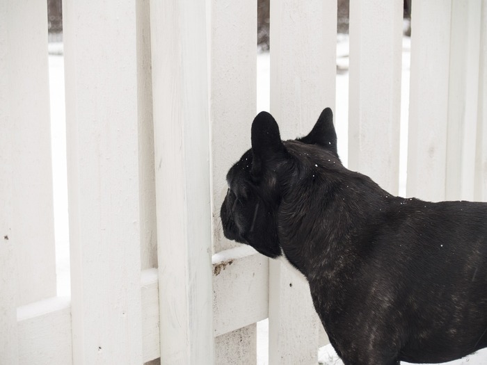 dog behind the fence