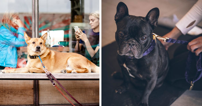 60+ Dog-Friendly Stores Where Your Pooch Can Shop With You