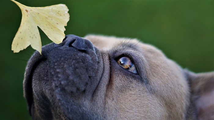 dog is smelling a flower