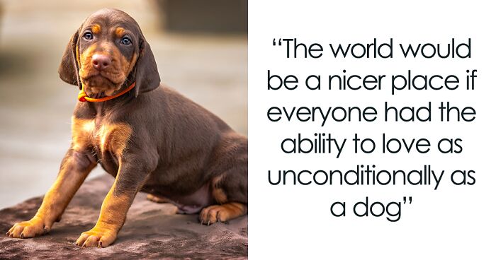 “Motivational Dog Quotes”: My 13 Photographs Accompanied By Words Of Canine Wisdom (New Pics)