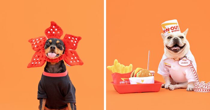 25 Adorable Halloween Costumes for Dogs