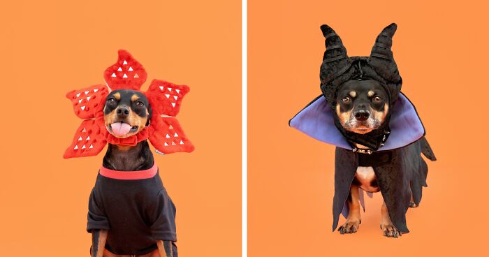 25 Pictures Of Dogs In Their Costumes That I Photographed For The Upcoming Halloween