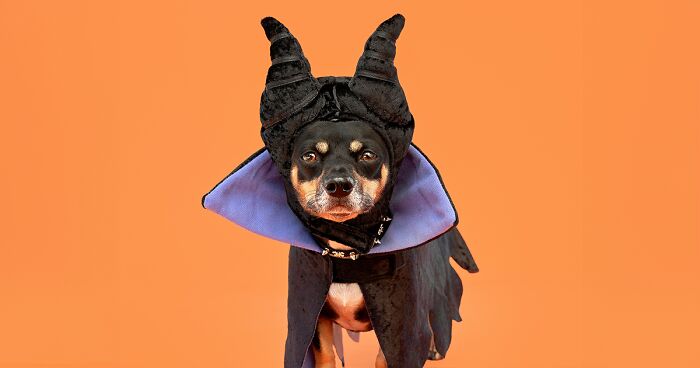 My 25 Photos Of Cute Dogs Posing With Their Halloween Costumes On ...