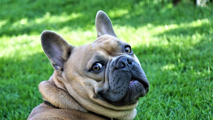 french bulldog is listening ultrasonic device sound and looking at you