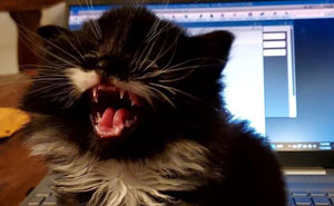 50 Times Cats Could Not Shut Up, So Their Owners Took A Pic (New Pics)