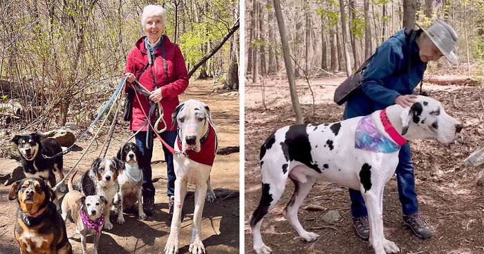 Great Dane Meets Elderly Woman On A Hike, Decides She’s His Grandma Now