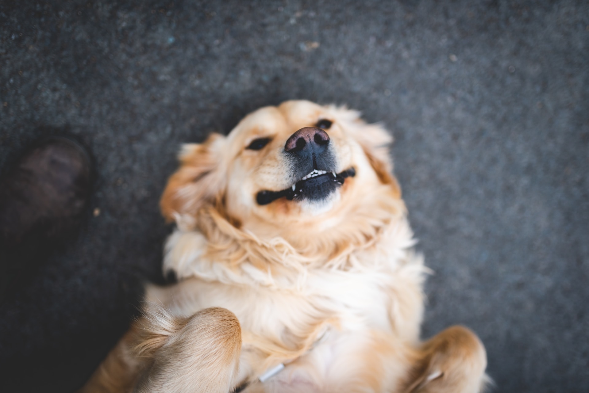 a happy dog is laying on the floor