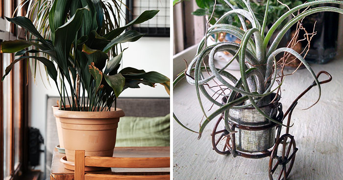 25 Houseplants to Transform Your Interior Into an Indoor Garden