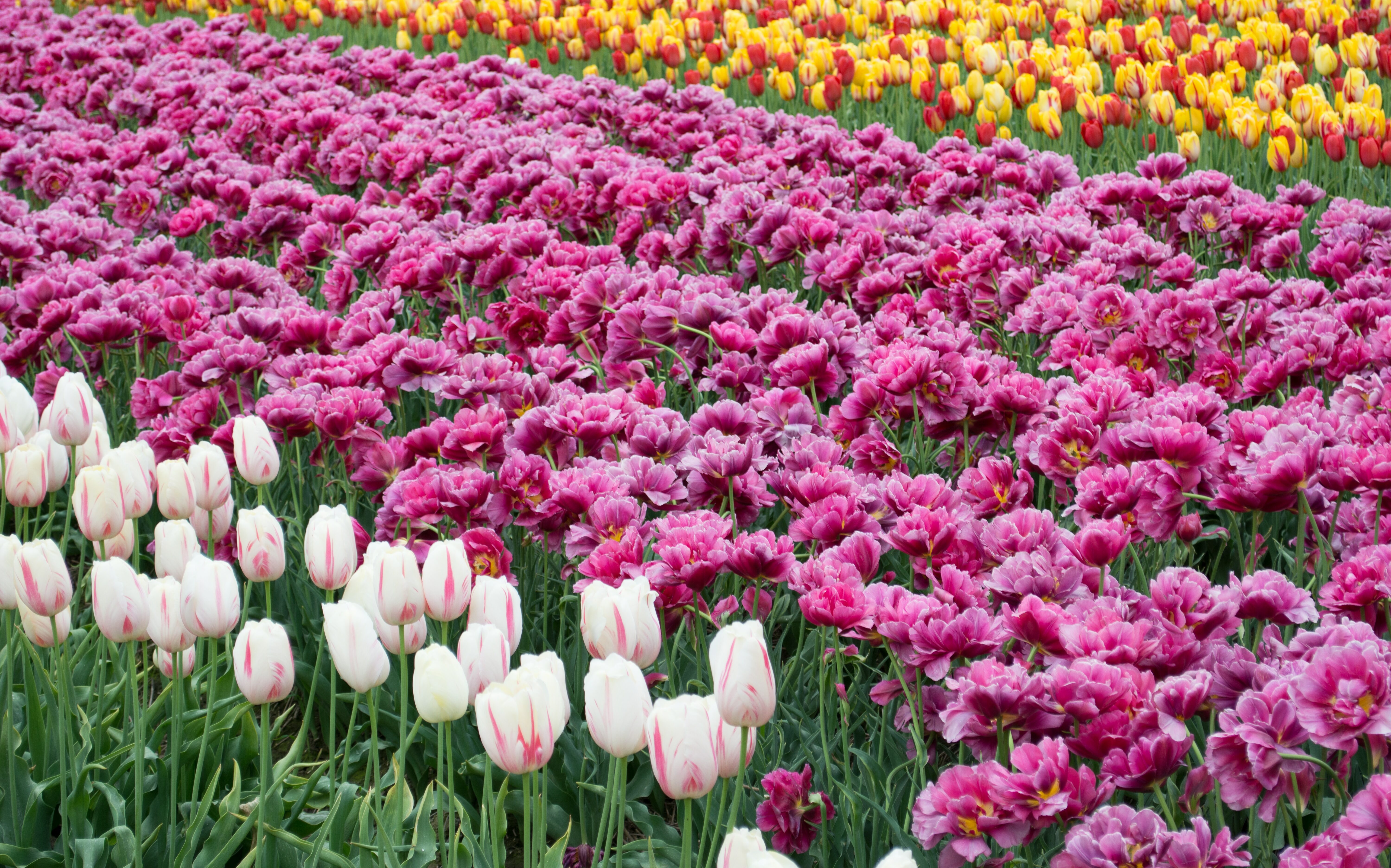 flower bed with yellow pink and white flowers