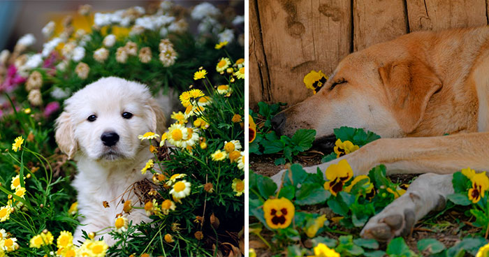 How to Keep Dogs Out of Flower Beds: Humane and Effective Tips