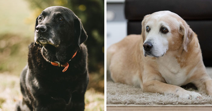 How to Tell a Dog’s Age: Vet Tips to Find Out Dog’s Age