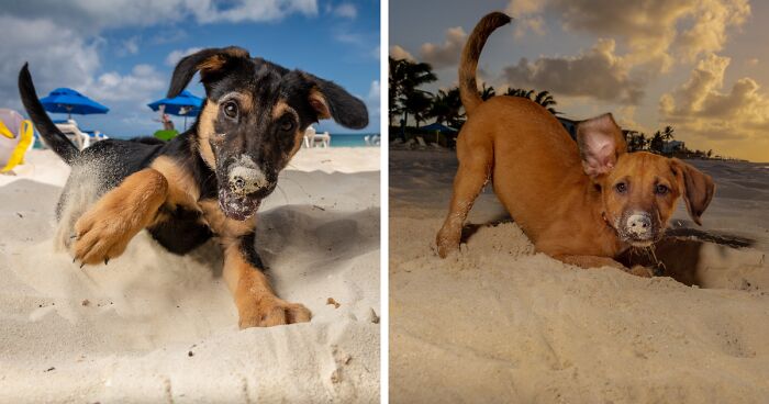 I Took Photos Of These puppies On The Beach To Help Them Get Adopted (16 Pics)