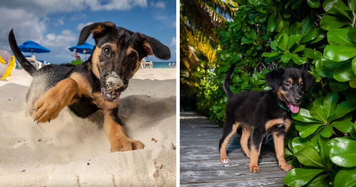 I Took Photos Of These puppies On The Beach To Help Them Get Adopted (16 Pics)