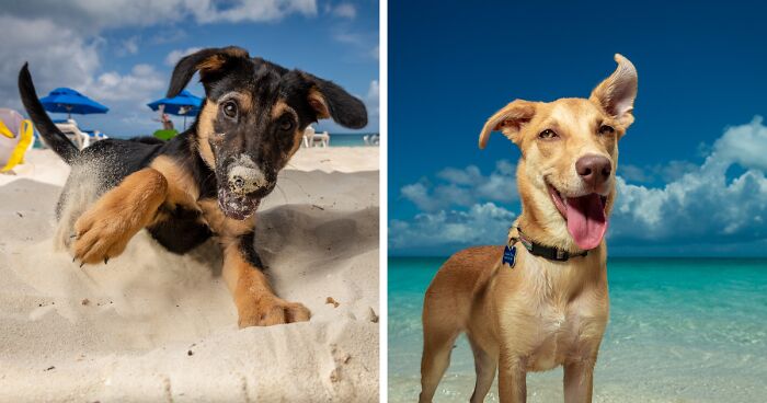 I Took Photos Of These puppies On The Beach To Help Them Get Adopted (16 Pics)