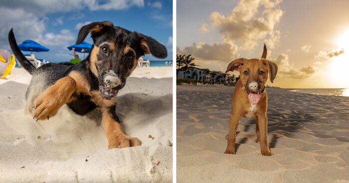 I Took Photos Of These puppies On The Beach To Help Them Get Adopted (16 Pics)