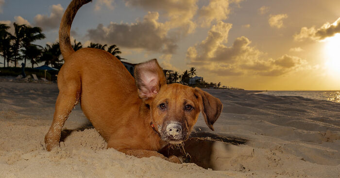 I Took Photos Of These puppies On The Beach To Help Them Get Adopted (16 Pics)