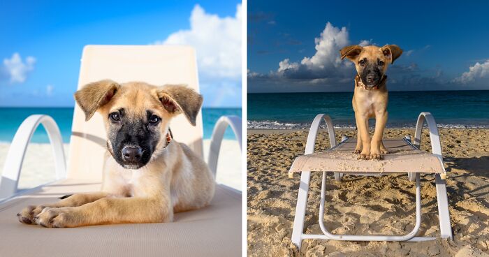 I Took Portraits Of Puppies In Turks and Caicos Islands To Help Them Get Adopted (16 Pics)