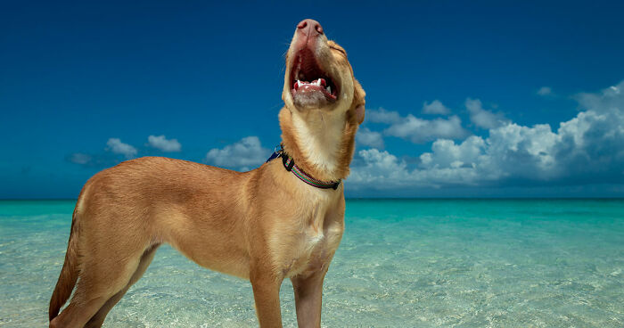 I Took Photos Of These puppies On The Beach To Help Them Get Adopted (16 Pics)