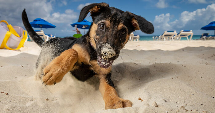 I Took Portraits Of Adoptable Puppies In Turks and Caicos Islands (16 Pics)