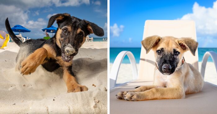 I Took 16 Portraits Of Adorable Puppies In Turks and Caicos Islands To Help Them Get Adopted