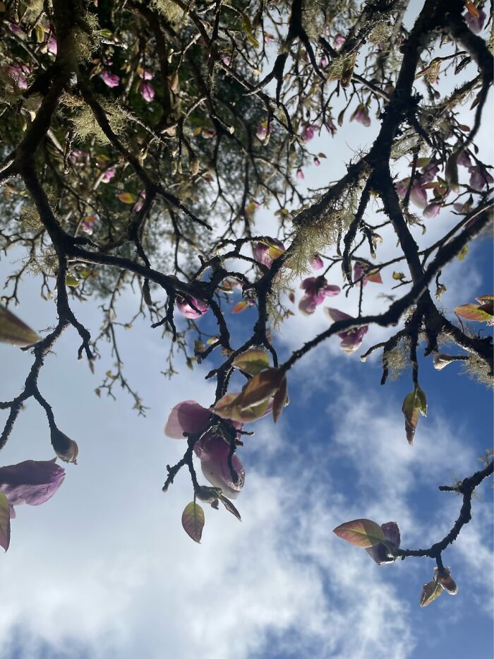 I Took This From The Underside Of This Beautiful Flowering Tree In Eureka, Northern California