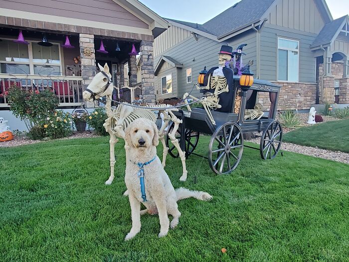 Our Dog Poses With Neighbors' Halloween Decorations (14 Pics)