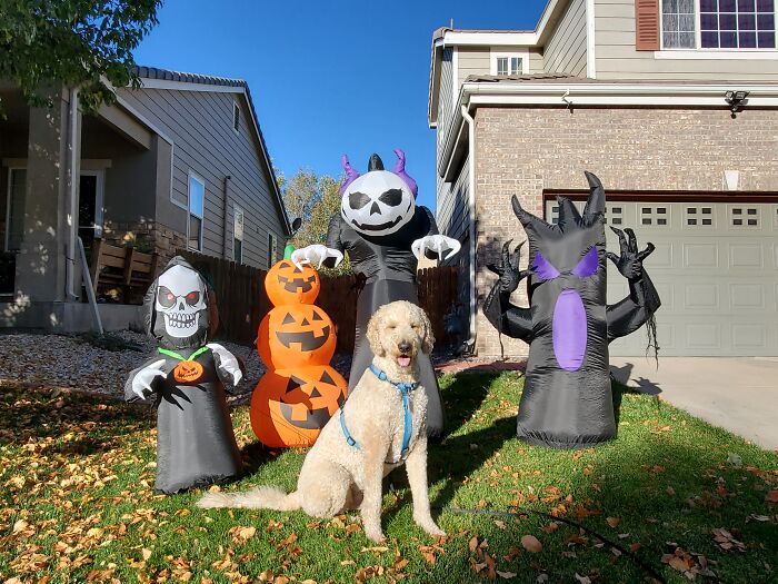 Our Dog Poses With Neighbors' Halloween Decorations (14 Pics)