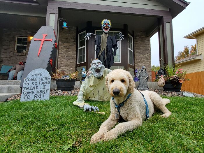 Our Dog Poses With Neighbors' Halloween Decorations (14 Pics)