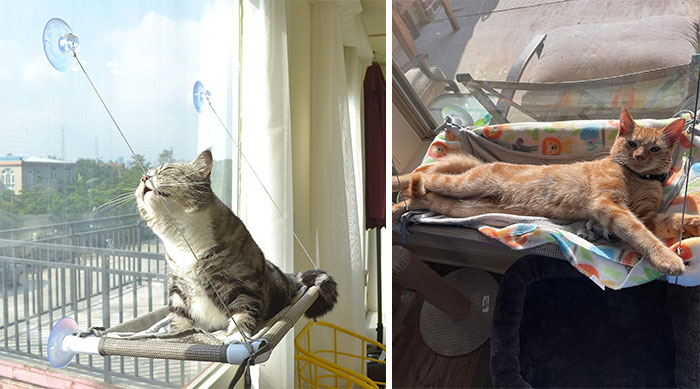 50% Off A Cat Window Bed