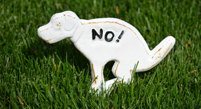 6 Effective Ways to Keep Dogs from Pooping in Your Yard