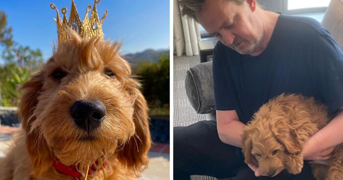 Lisa Kudrow Considers Adopting Matthew Perry’s Beloved Dog Alfred Following Tragic Death