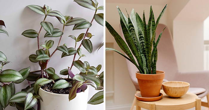 21 Low-Light Indoor Plants That Give Beautiful Results With Low Effort