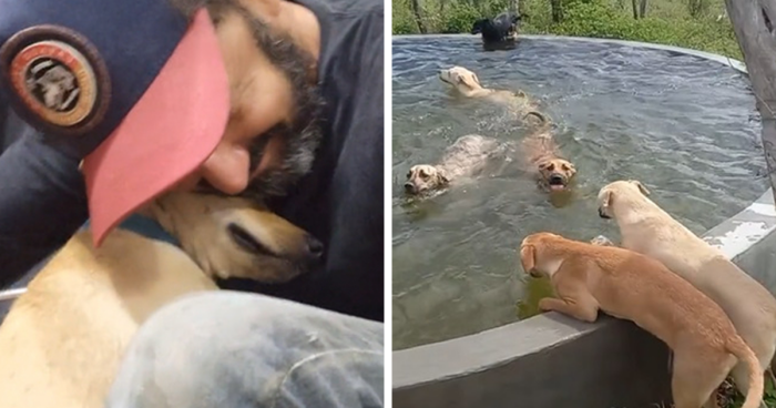 27 Happy Dogs Enjoy A Swim In A Pool That This Brazilian Man Built For Them To Cool Off In