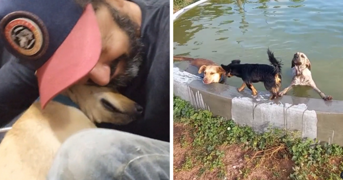 Due To The Heat In Brazil, This Man Decided To Build A Pool For His 27 Rescue Dogs, They Love It