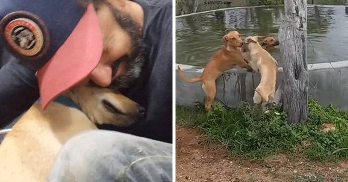 27 Rescued Dogs Get To Splash In Their New Pool That This Brazilian Man Built For Them To Cool Off 