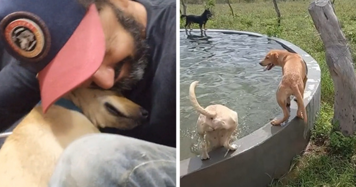 Wholesome Video Shows Stray Pups Enjoying Custom-Built Pool, Thanks To This Man