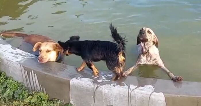 Man Builds Puppy Pool For The 27 Stray Dogs In His Care