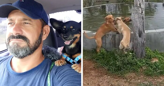 This Man Built A Pool On His Property For His 27 Rescued Dogs To Cool Off