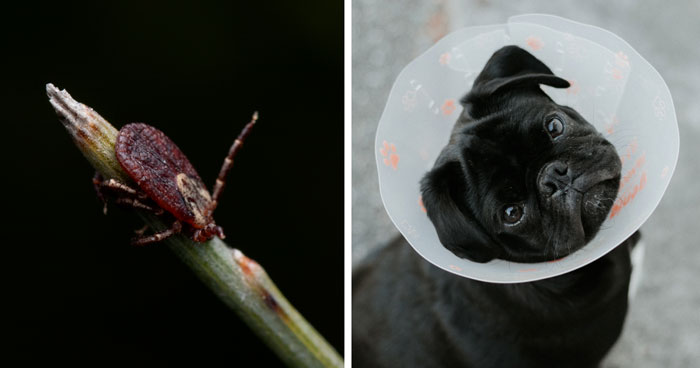 How to Get Rid of Mites on Dogs: A Vet’s Guide to Dog Mite Infestations