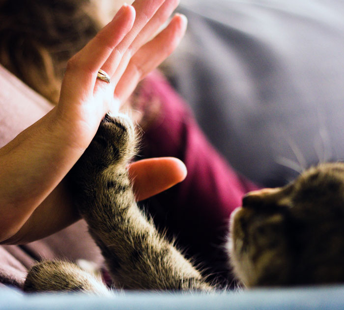 Woman Is Disappointed Friend Won’t Get Rid Of Her Cats Now That She’s Pregnant To Protect Her Baby