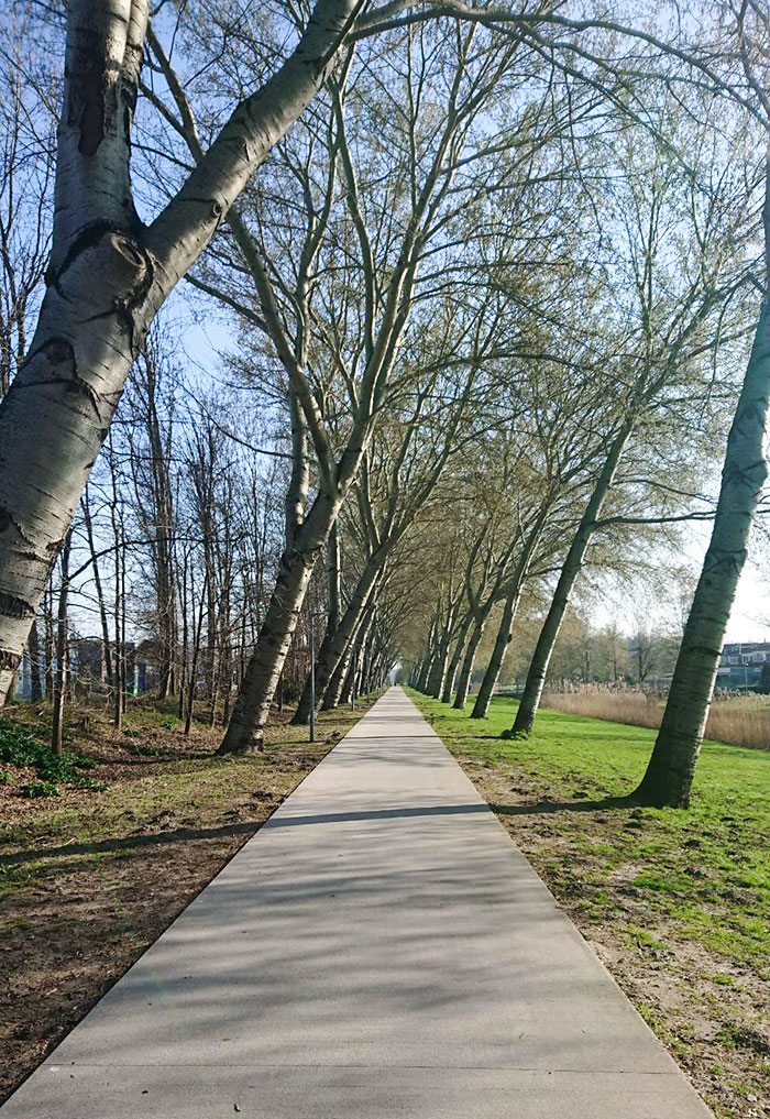 How These Trees Have Grown At An Angle