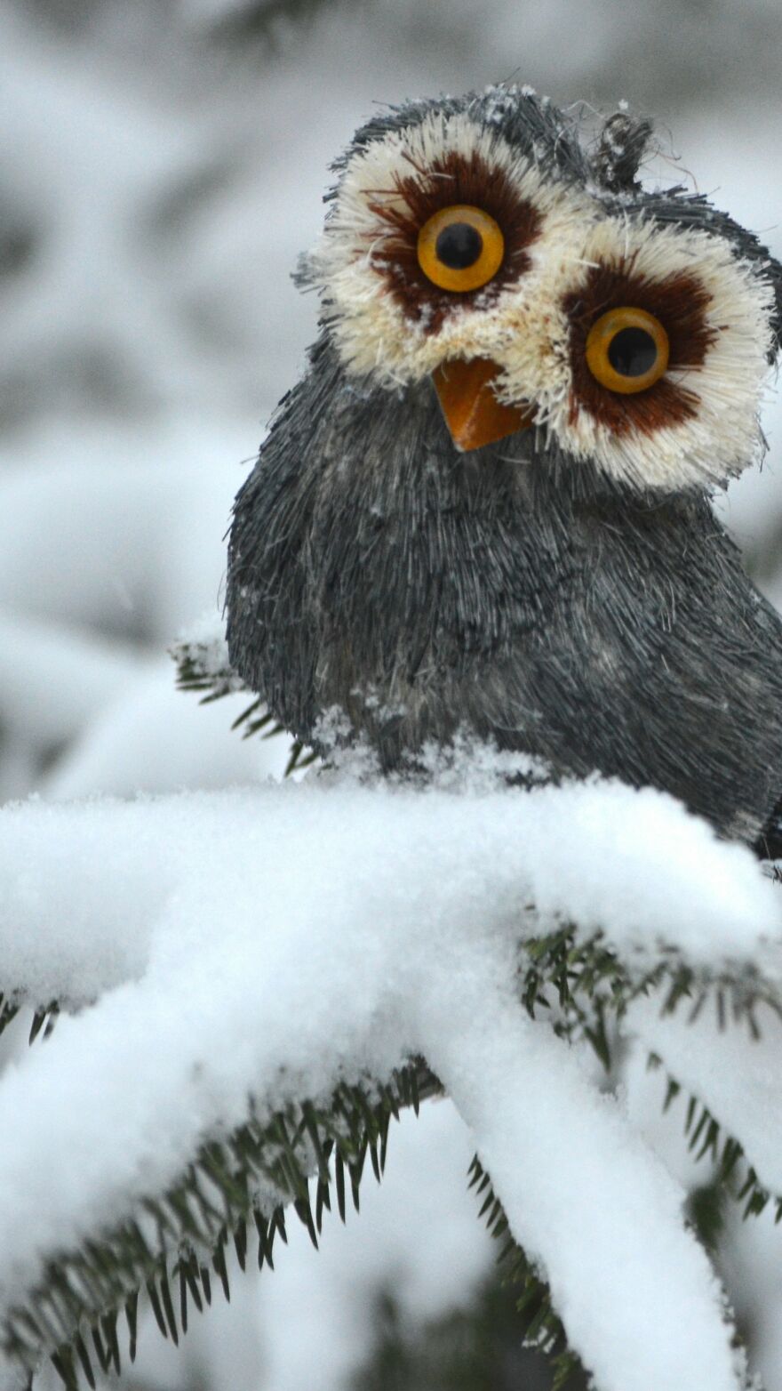 I Collect Pictures Of Funny Owls And These Are My Favorites