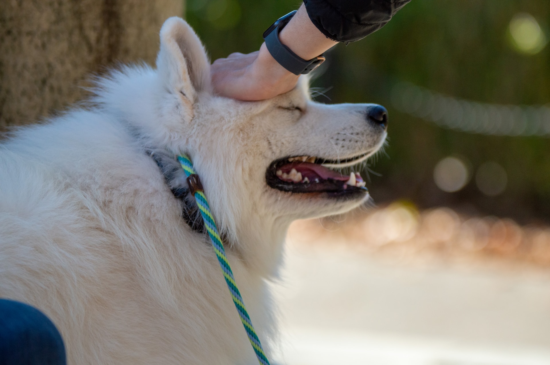 a person touches a dog's head