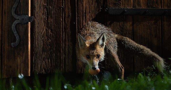 I Observed The Life Of Roxy The Fox And Documented It With 26 Photographs