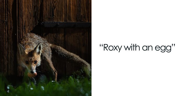 I Spent 8 Months Documenting This Fox’s Behavior (26 Pics)