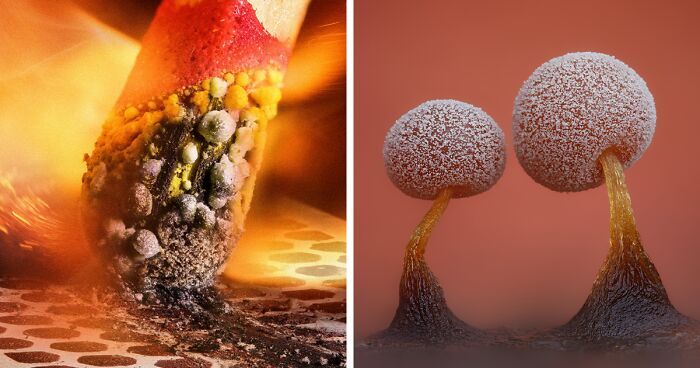 30 Jaw-Dropping Science Images From The 2023 Nikon Small World Photomicrography Competition